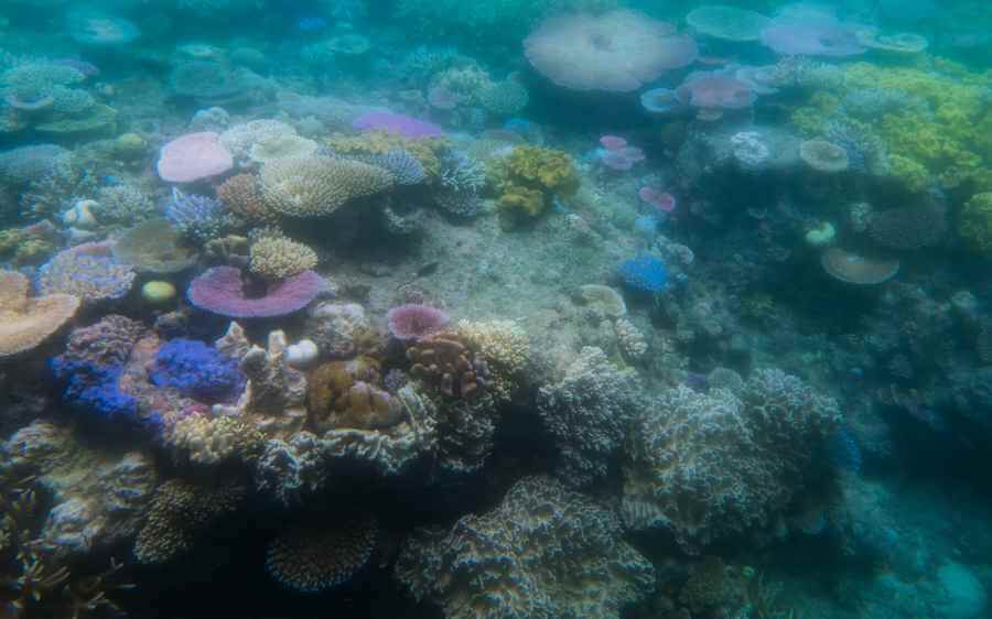 Coral Reef Tours, Hervey Bay Tours, Reef Tours, Coral Reef