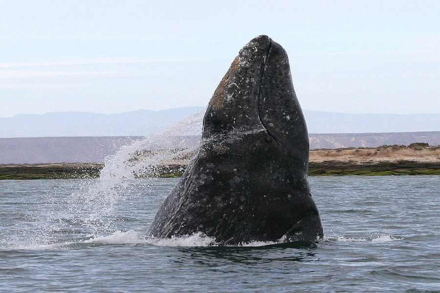 humpback-whale-description-information-on-humback-whales