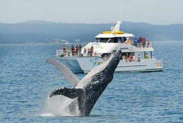 Whalesong Cruises,Dolphin Watching tours