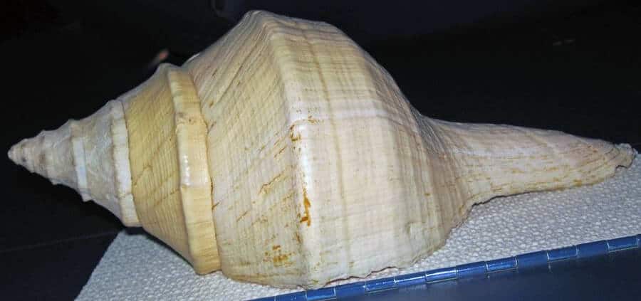 What is the Largest Seashell in the World? Australian Trumpet
