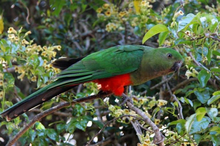 Fraser Island Animals, What wildlife is found over on Fraser