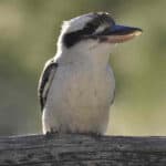 Kookabura