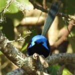 Variegated Wren