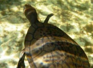 Spotted Carapace Turtle