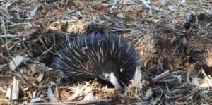 Fraser Island Echidnas