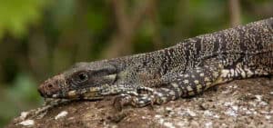 Monitor Lizard