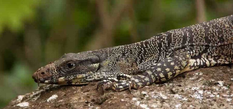 Fraser Island Animals, What wildlife is found over on Fraser