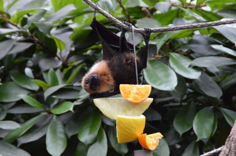 Hervey Bay Bats, Flying Foxes, Fruit Bats