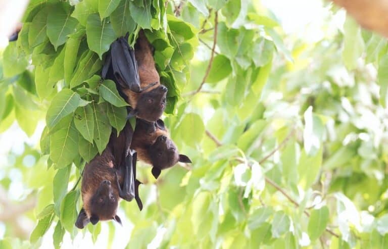 Hervey Bay Bats, Flying Foxes, Fruit Bats