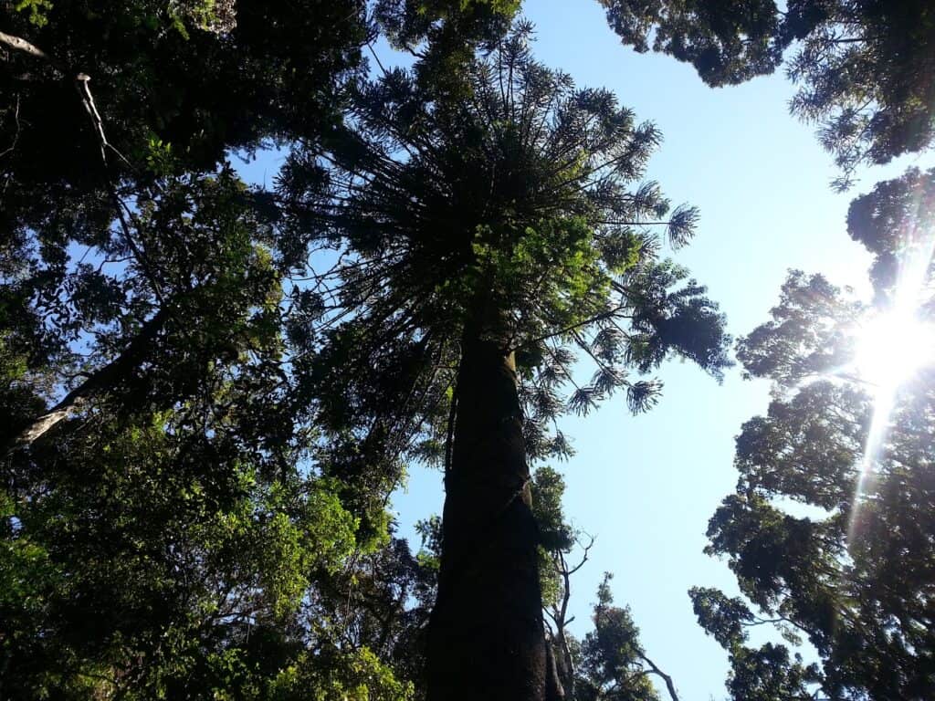 can-you-camp-anywhere-in-a-state-forest-in-nsw